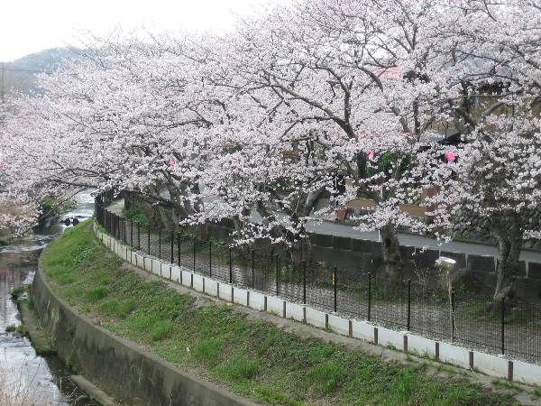 shing�|chang�̔���