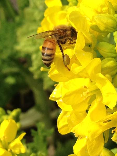 shing�|chang�̔���