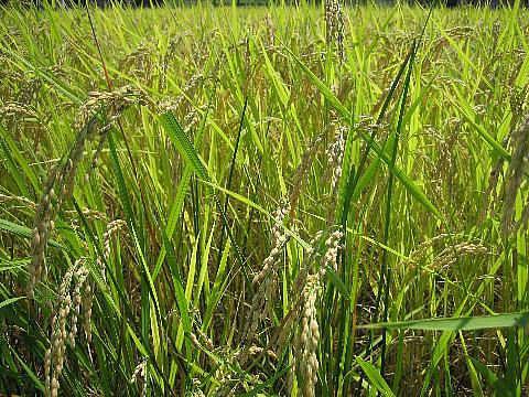 shing�|chang�̔���