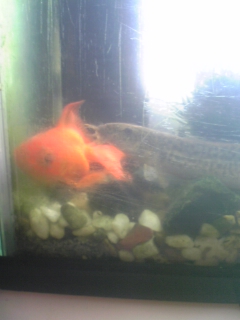 ��ꁕ�|�|���L