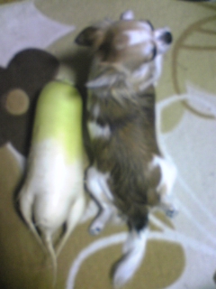 ��ꁕ�|�|���L