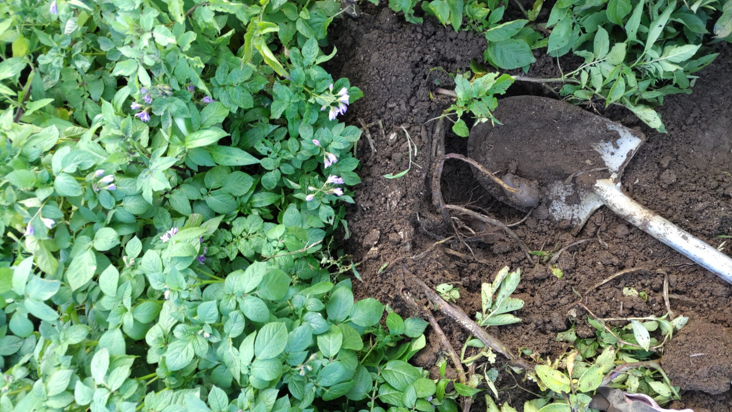 �N�V�S���[�̔��ώ@