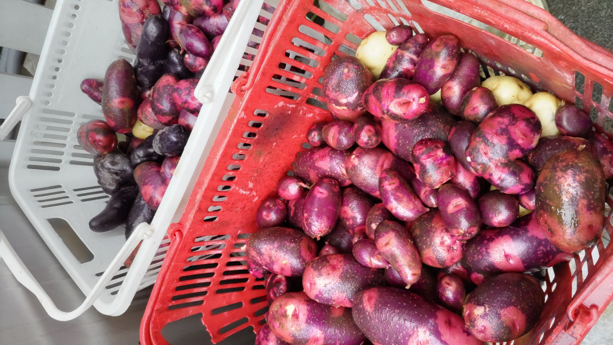 �N�V�S���[�̔��ώ@