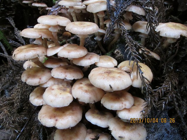 NET�R�x��hHALU�h