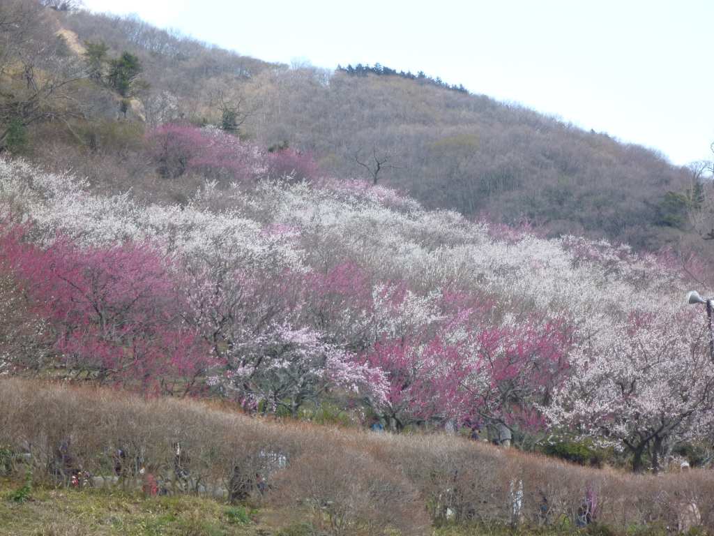 NET�R�x��hHALU�h