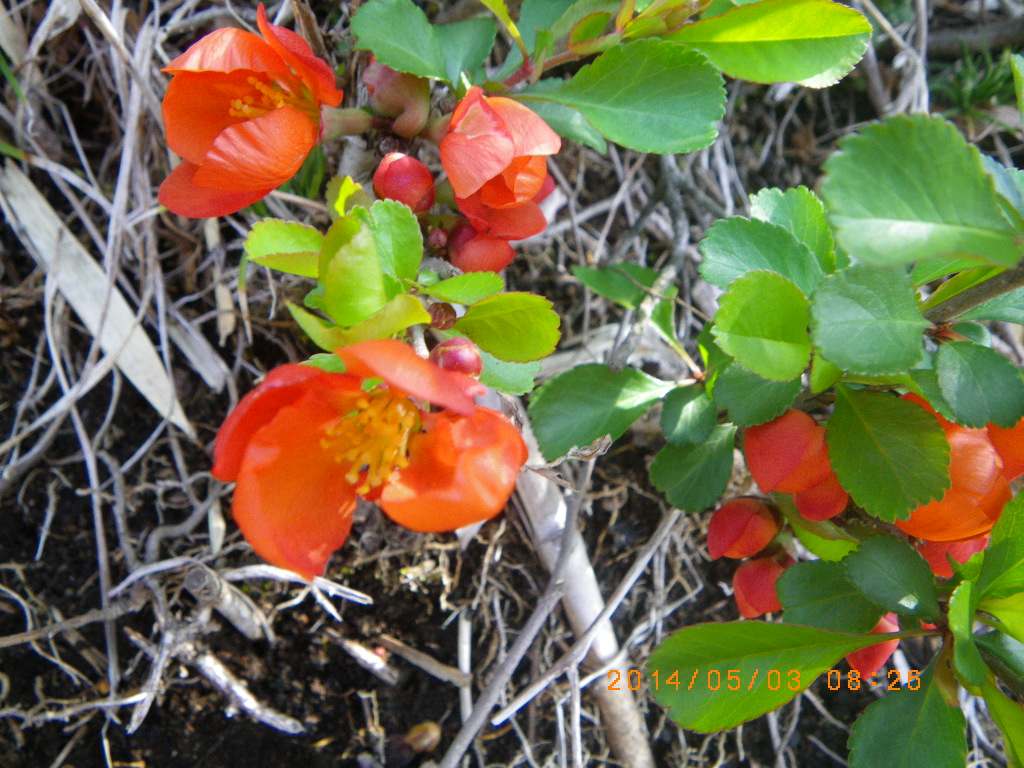 NET�R�x��hHALU�h