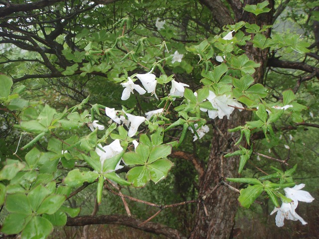 NET�R�x��hHALU�h