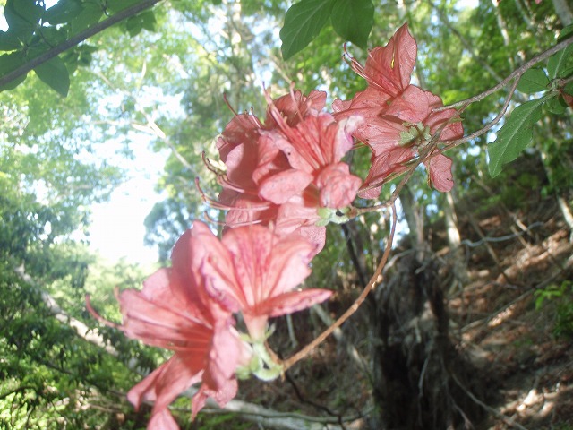 NET�R�x��hHALU�h