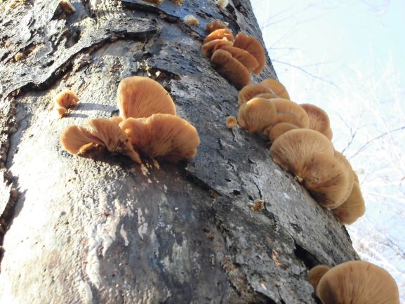 NET�R�x��h�g�`�k�t�h