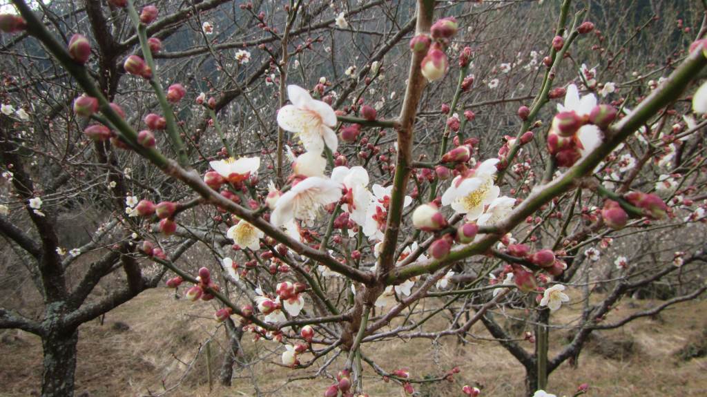 NET�R�x��h�g�`�k�t�h