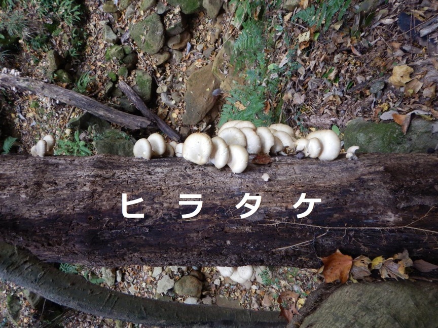 NET�R�x��hHALU�h