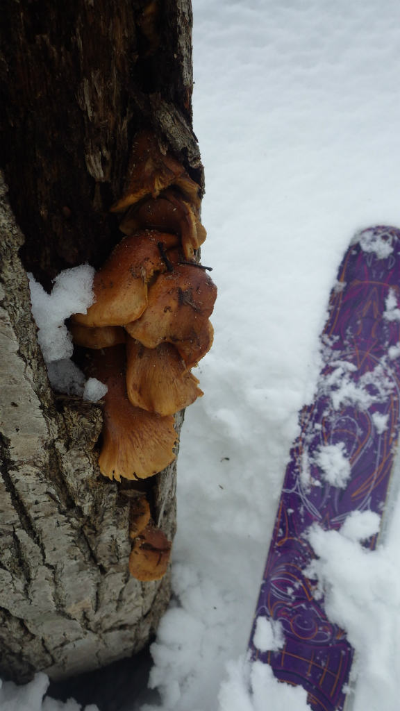 NET�R�x��hHALU�h