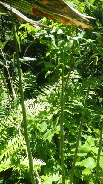 NET�R�x��hHALU�h