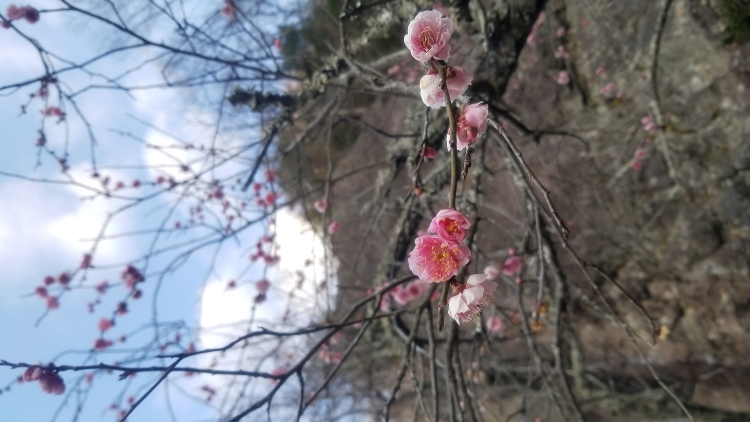 2/22 ���͌�����@�T���o���[�iHALU8�j