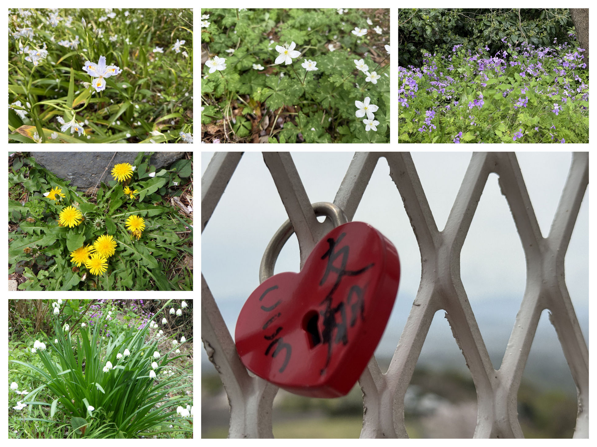 🌸 �Ó약�̖��J�̍��Ɗy���ށA��l�̉����iHALU8�j