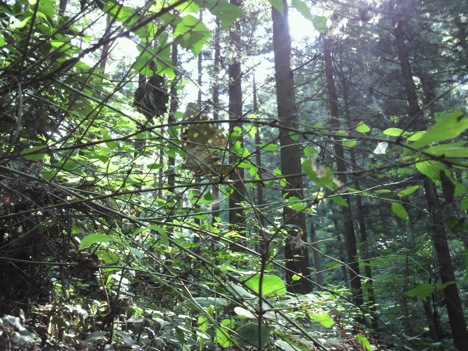 �A���g���v���ȁ[��