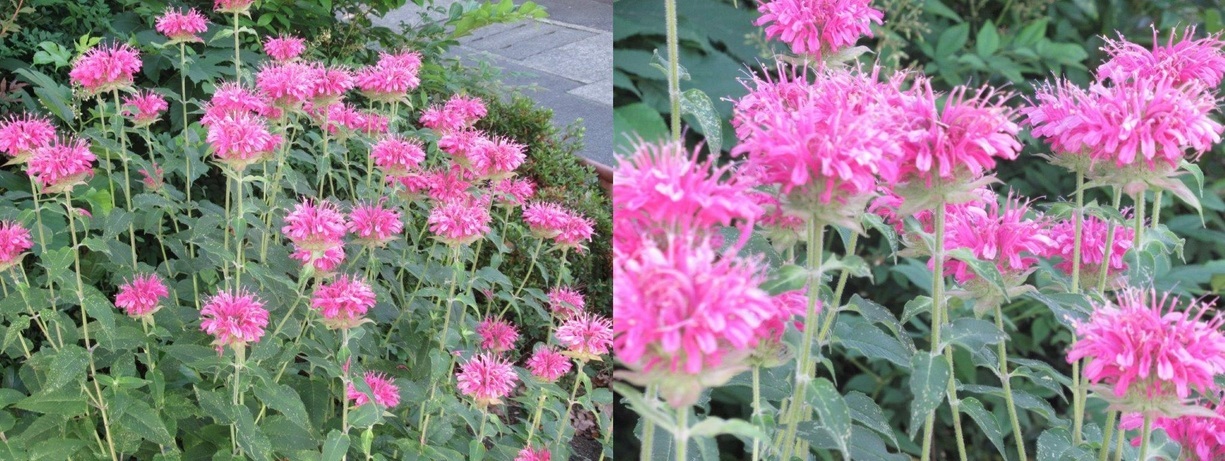 60�� �Ȃ�悤�ɂȂ邳�I�Ȃ�Ƃ��Ȃ邳�I�Ȃ�Ƃ����邳�I