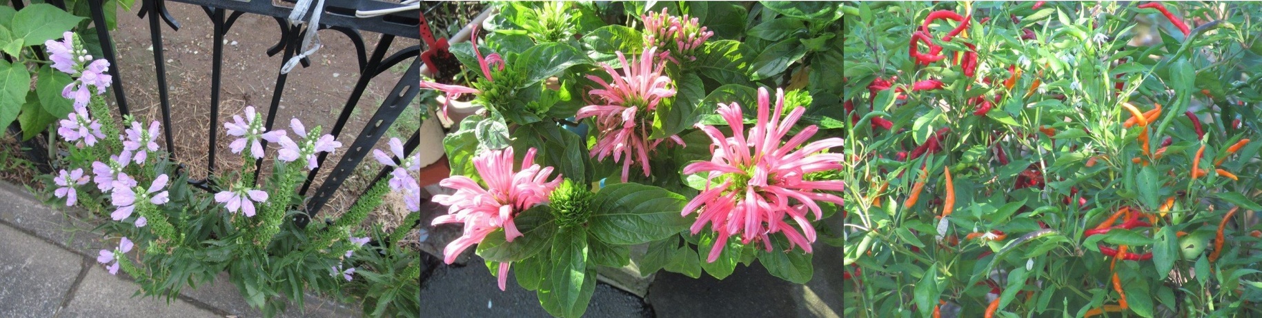 60�� �Ȃ�悤�ɂȂ邳�I�Ȃ�Ƃ��Ȃ邳�I�Ȃ�Ƃ����邳�I