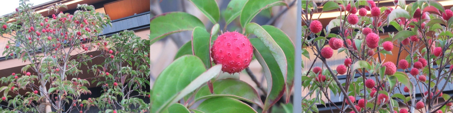 60�� �Ȃ�悤�ɂȂ邳�I�Ȃ�Ƃ��Ȃ邳�I�Ȃ�Ƃ����邳�I