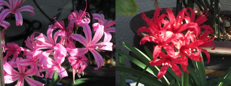 60 Ȃ悤ɂȂ邳IȂƂȂ邳IȂƂ邳I