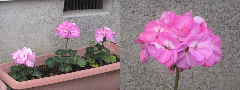 60�� �Ȃ�悤�ɂȂ邳�I�Ȃ�Ƃ��Ȃ邳�I�Ȃ�Ƃ����邳�I