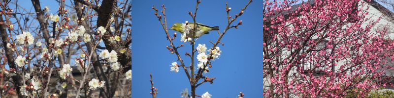 �t�����炶�Ƃ����G�߁i60�� �Ȃ�悤�ɂȂ邳�I�Ȃ�Ƃ��Ȃ邳�I�Ȃ�Ƃ����邳�I�j