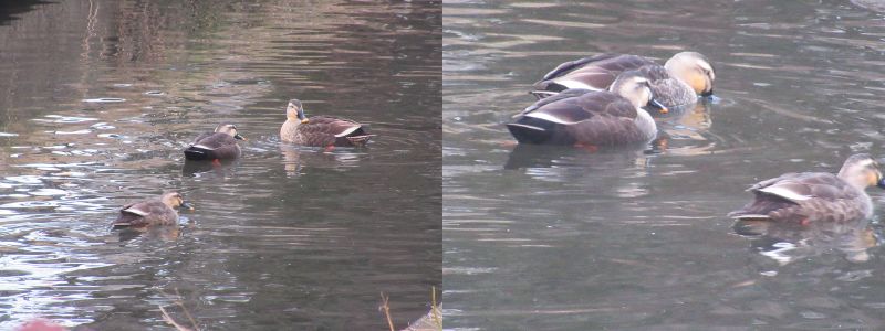 ���c�����ȂƁi60�� �Ȃ�悤�ɂȂ邳�I�Ȃ�Ƃ��Ȃ邳�I�Ȃ�Ƃ����邳�I�j