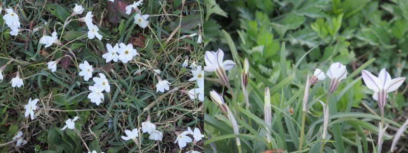 ����Ȍ��t�m���Ă܂��H�i60�� �Ȃ�悤�ɂȂ邳�I�Ȃ�Ƃ��Ȃ邳�I�Ȃ�Ƃ����邳�I�j