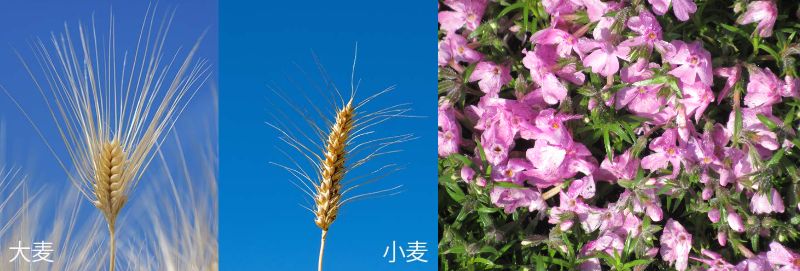 60�� �Ȃ�悤�ɂȂ邳�I�Ȃ�Ƃ��Ȃ邳�I�Ȃ�Ƃ����邳�I