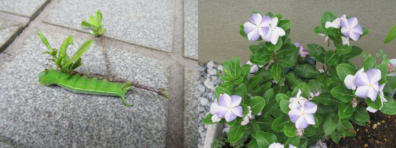 60�� �Ȃ�悤�ɂȂ邳�I�Ȃ�Ƃ��Ȃ邳�I�Ȃ�Ƃ����邳�I