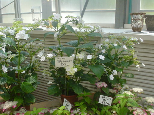 �������đf�G���ˁI