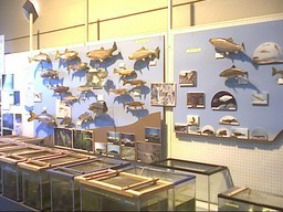 �������đf�G���ˁI