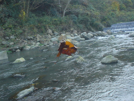 �������đf�G���ˁI