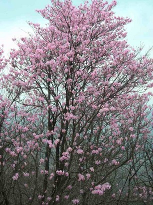 �m�d�s�R�x��h�g�`�k�t�h