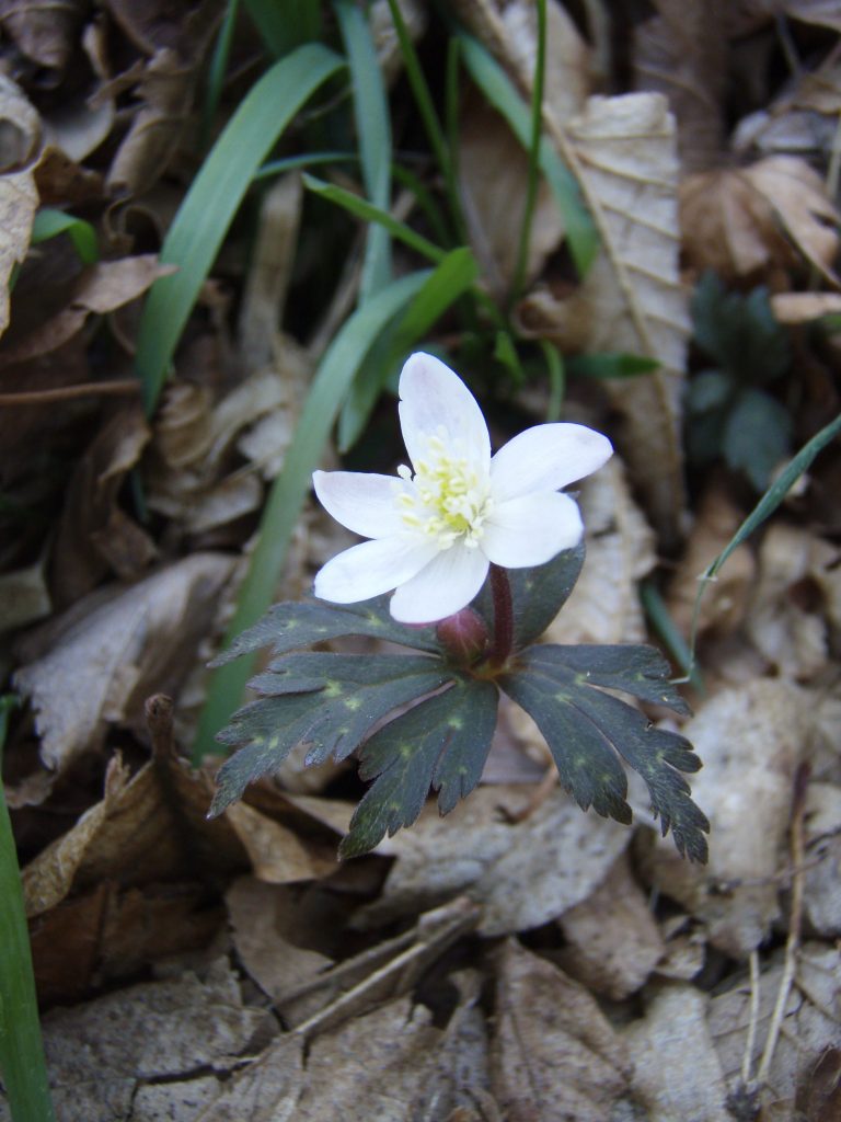 �m�d�s�R�x��h�g�`�k�t�h