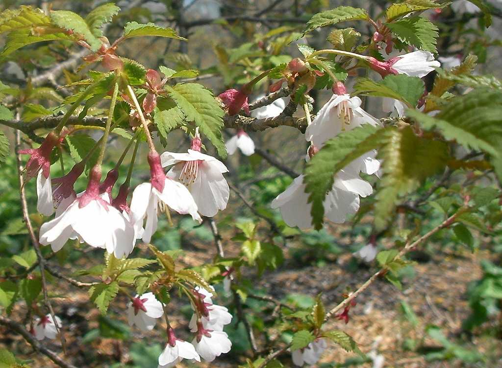 �m�d�s�R�x��h�g�`�k�t�h