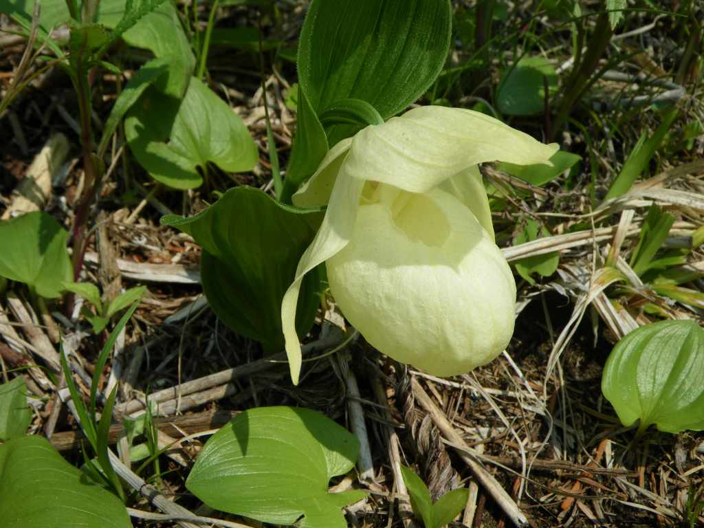 �m�d�s�R�x��h�g�`�k�t�h