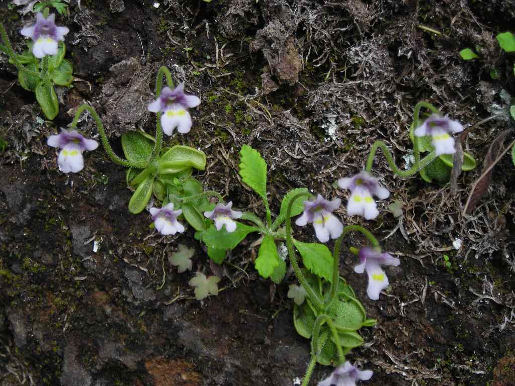 �m�d�s�R�x��h�g�`�k�t�h