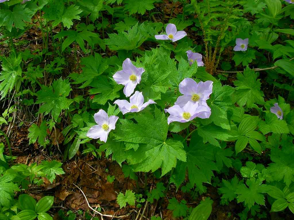 �m�d�s�R�x��h�g�`�k�t�h