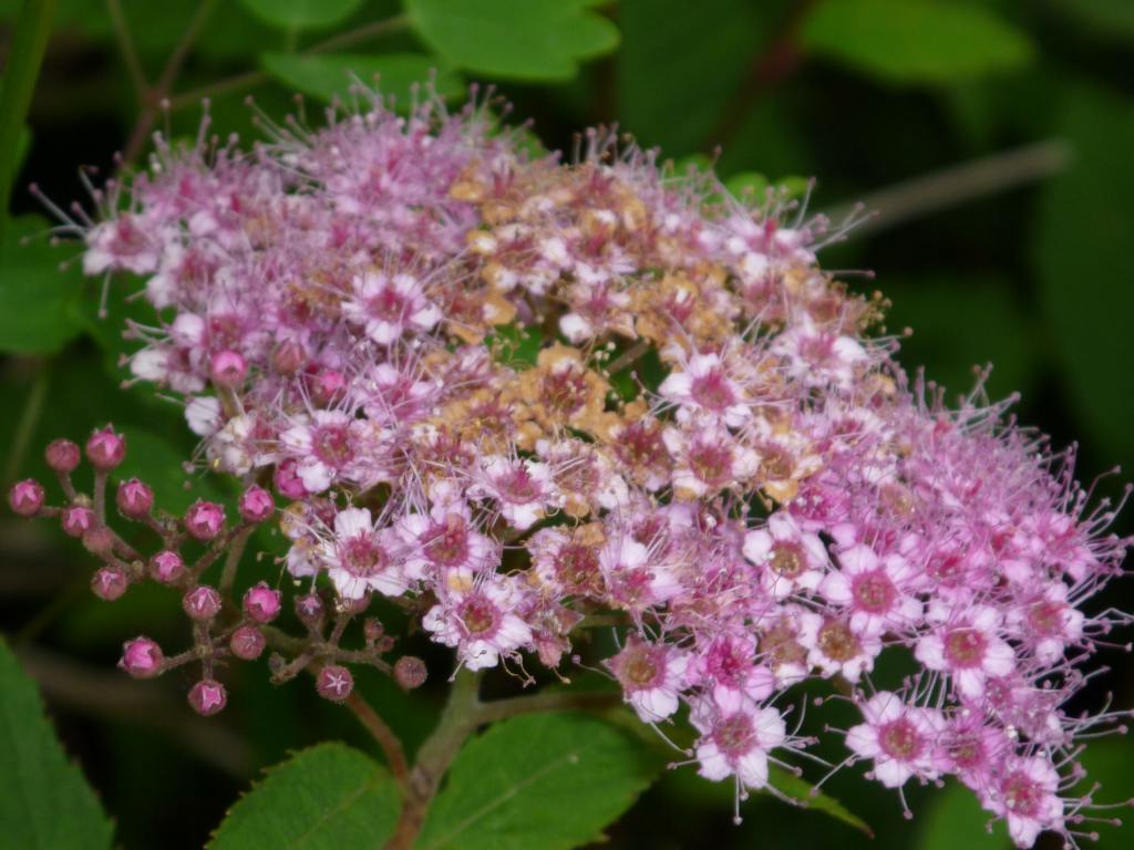 �m�d�s�R�x��h�g�`�k�t�h