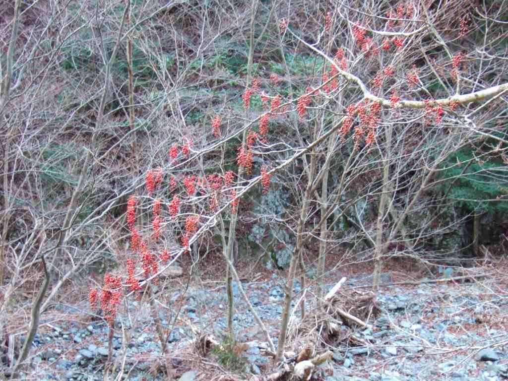 �m�d�s�R�x��h�g�`�k�t�h