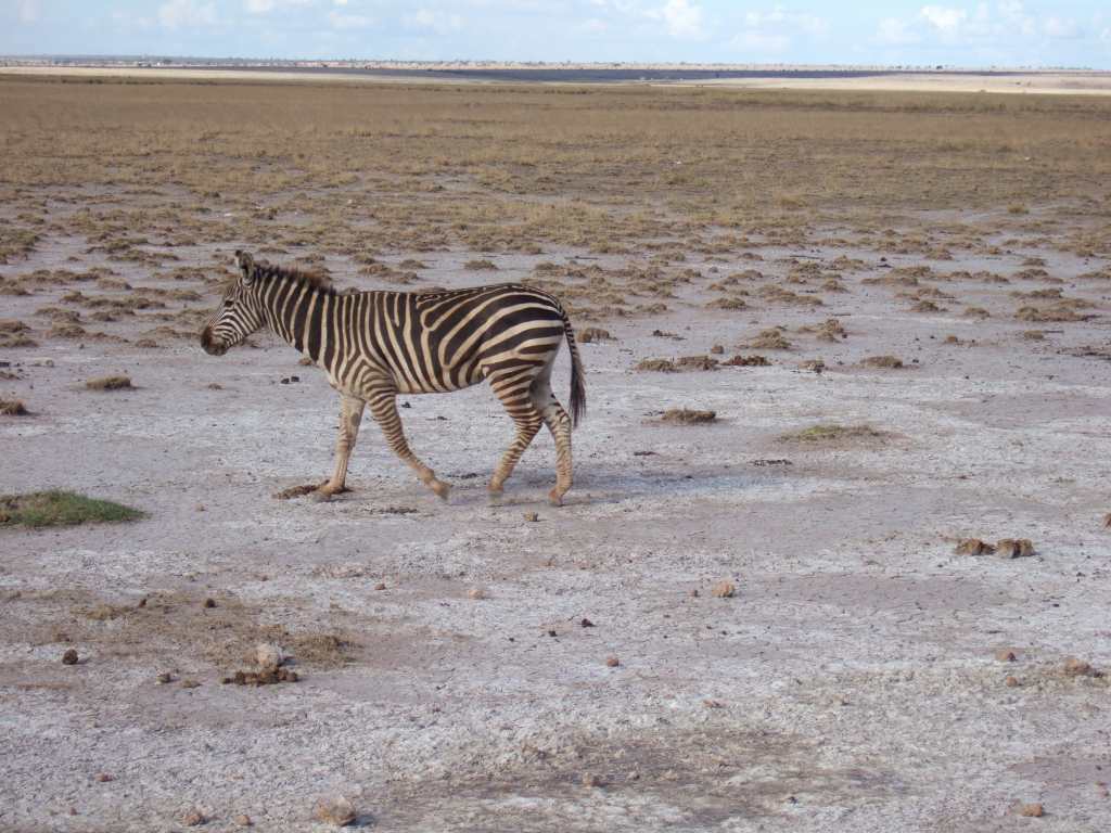 �m�d�s�R�x��h�g�`�k�t�h