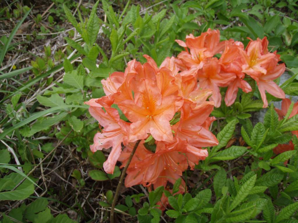 �m�d�s�R�x��h�g�`�k�t�h