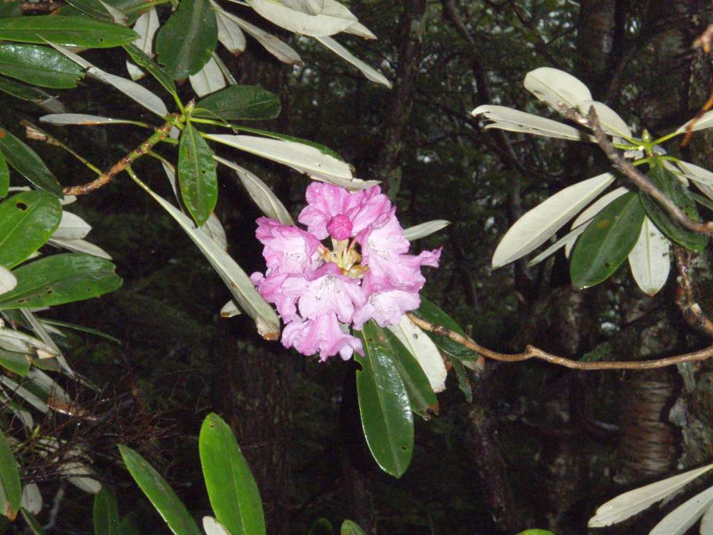 �m�d�s�R�x��h�g�`�k�t�h