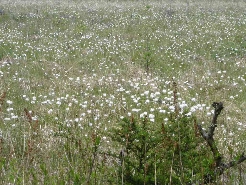 �m�d�s�R�x��h�g�`�k�t�h