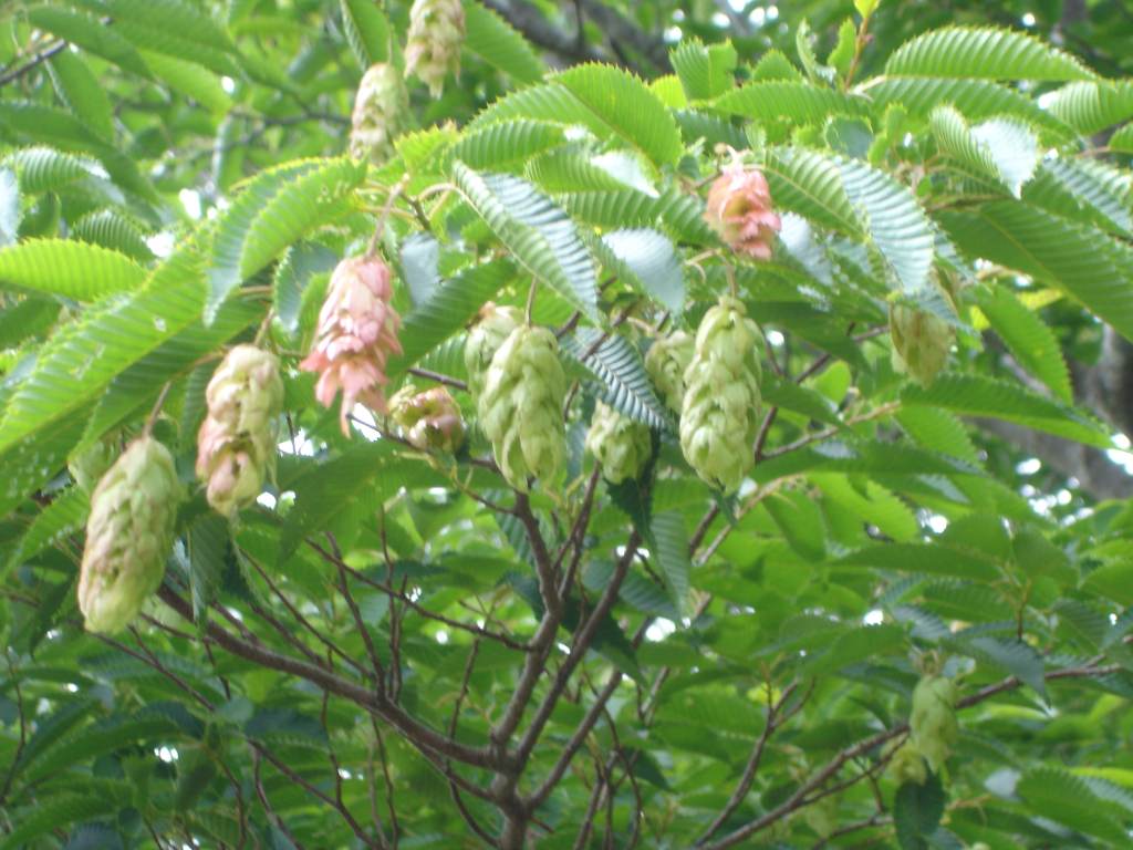 �m�d�s�R�x��h�g�`�k�t�h