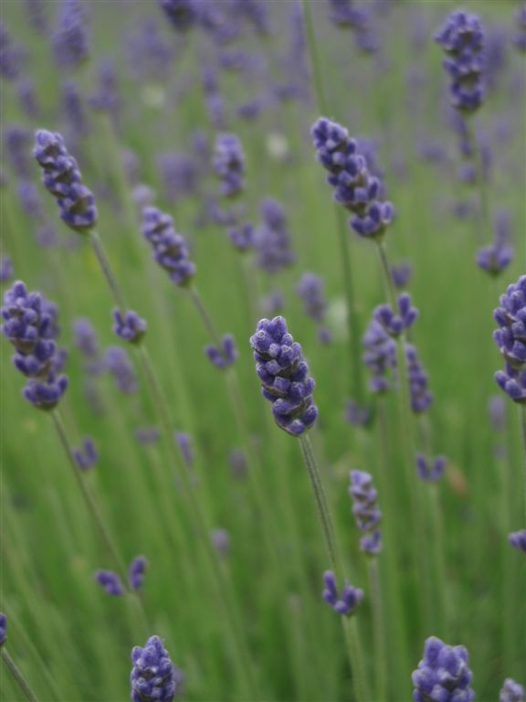 �m�d�s�R�x��h�g�`�k�t�h