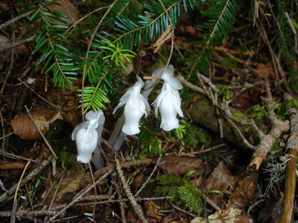 �m�d�s�R�x��h�g�`�k�t�h