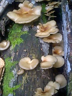 �m�d�s�R�x��h�g�`�k�t�h