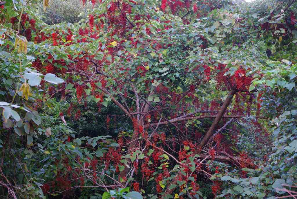 �m�d�s�R�x��h�g�`�k�t�h